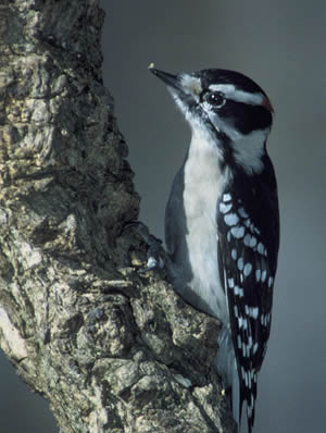 Downy Woodpecker